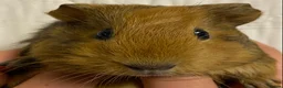 Guinea Pig rodents for sale: Baby Female Guinea Pigs For Sale  - Advert 5