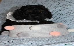 Cockapoo dogs for sale: Unique F1 Cockapoo Puppies - Image 21