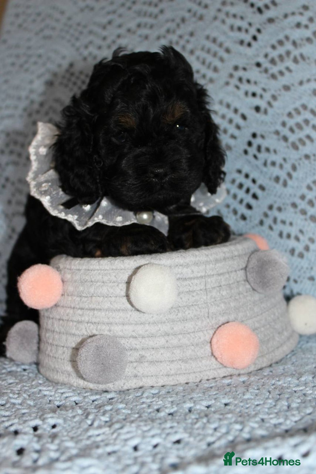 Cockapoo dogs for sale: Unique F1 Cockapoo Puppies - Image 21
