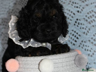 Cockapoo dogs - Advert 23