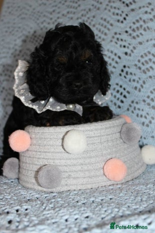 Cockapoo dogs - Advert 13