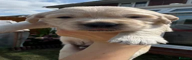 Golden Retriever 3