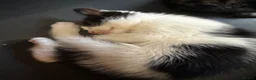 Mixed Breed cats for sale: Mixed breed kittens  - Advert 9