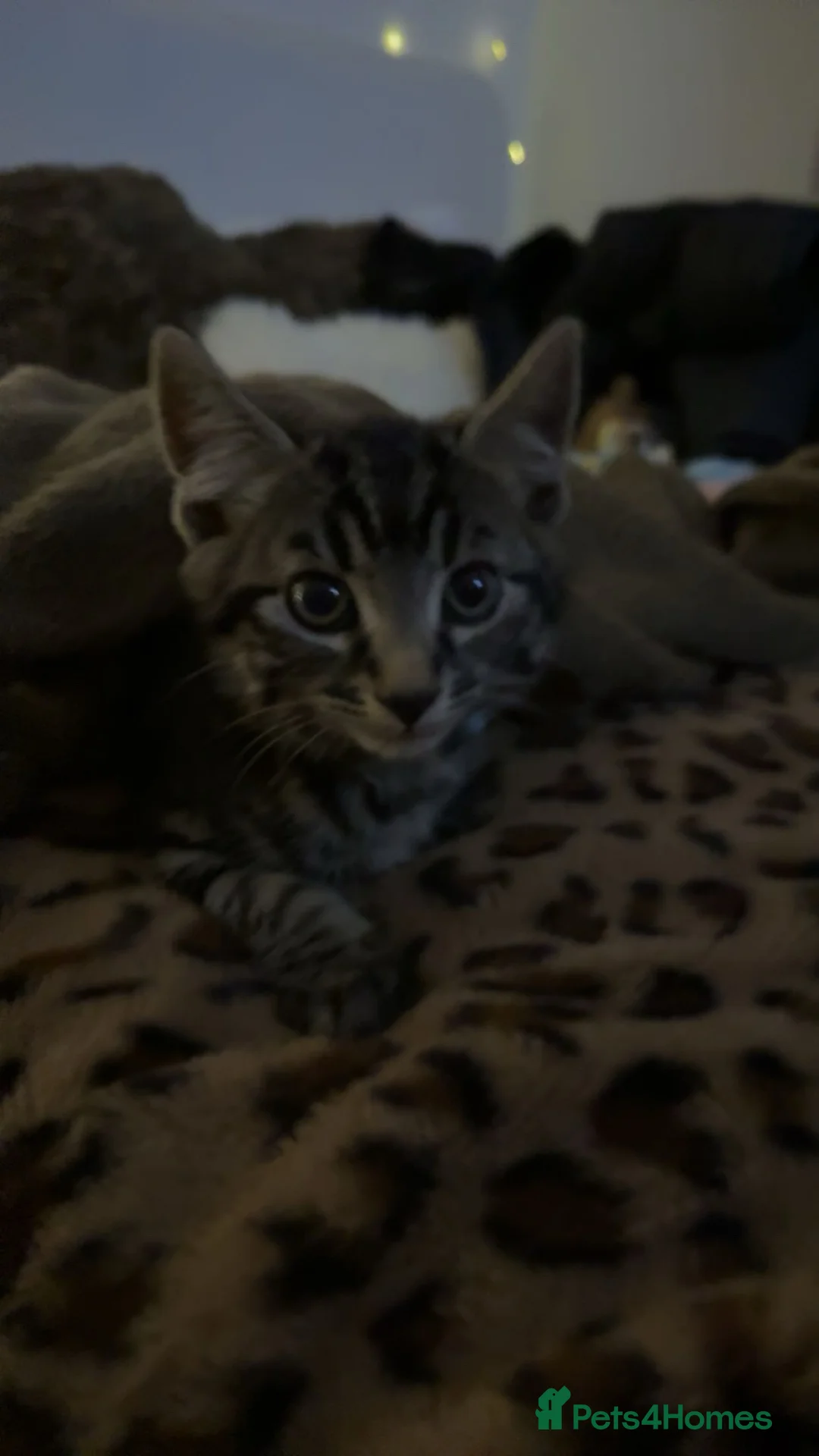 Mixed Breed cats for sale: Male tabby kitten for sale in Evesham - Advert 4