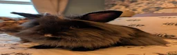Mini Lion Lop rabbits for sale: Pair of bonded female mini lion lops in Pontefract - Advert 5