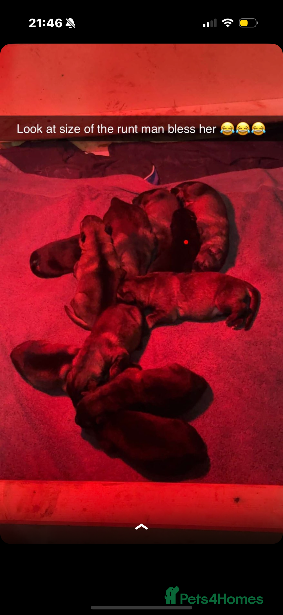 German Shepherd dogs for sale: German shepherd pups  - Advert 4