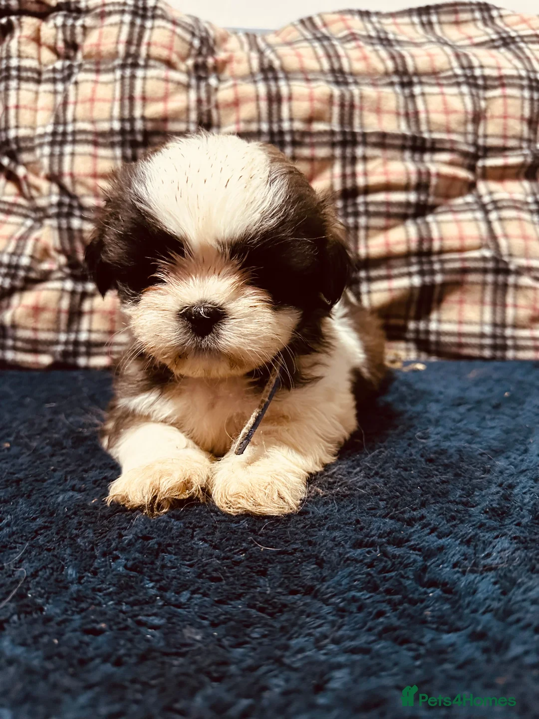 Shih Tzu dogs for sale: Shih tzu puppies ready to go  - Advert 8