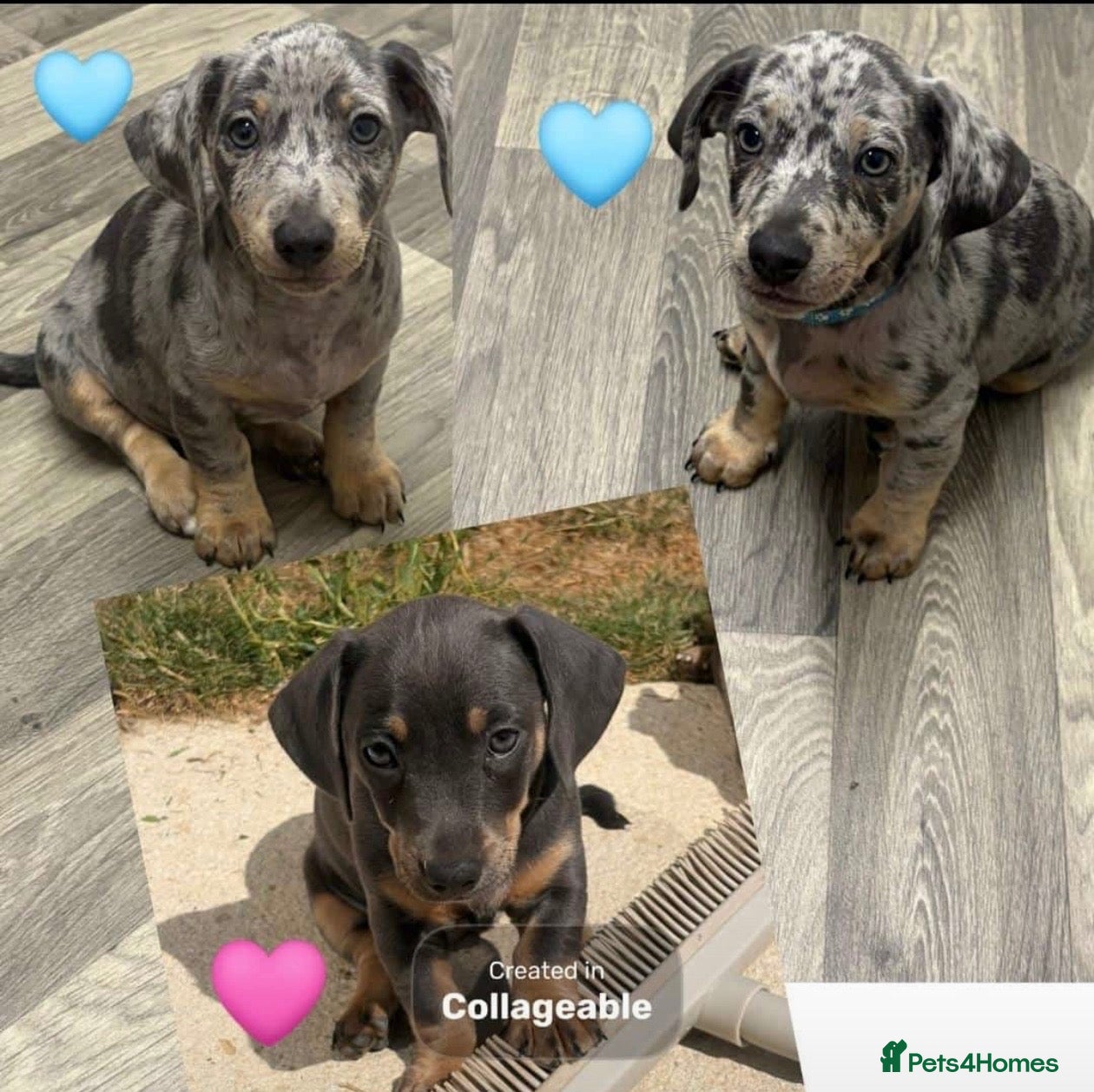 Jackshund dogs Ready for there forever homes  - Advert 1