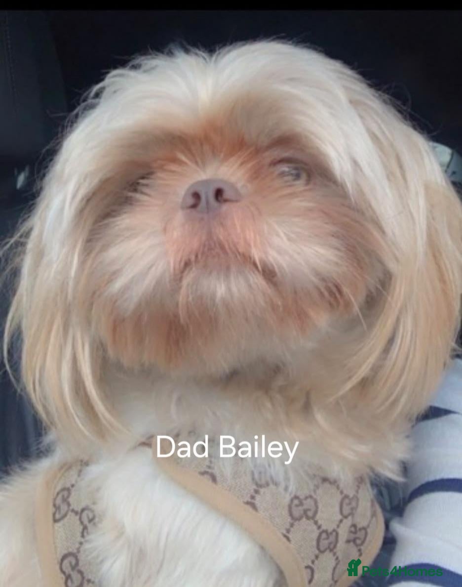 Shih Tzu dogs 🌸 Beautiful Shih Tzu Puppies 🌸 - Advert 2
