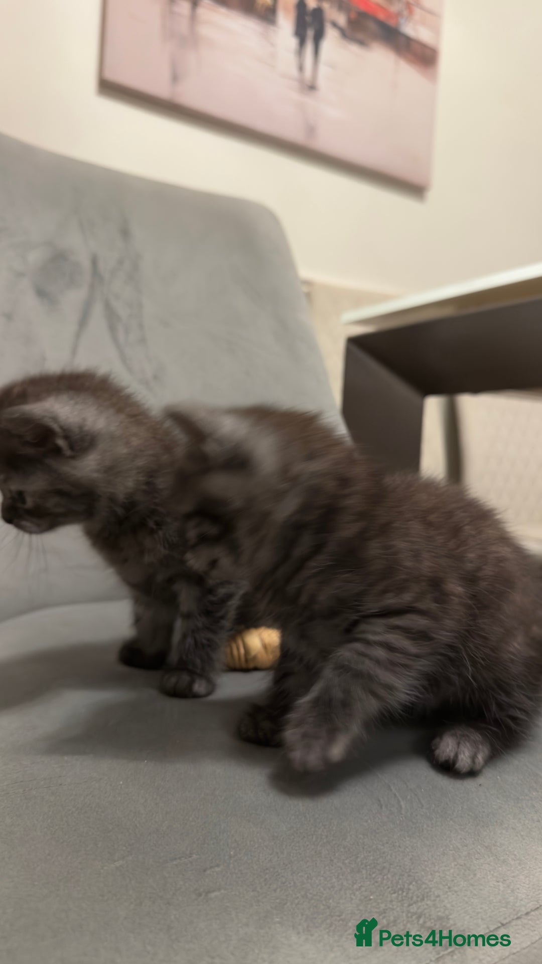 British Shorthair cats for sale: Half British shorthair kittens - Advert 4