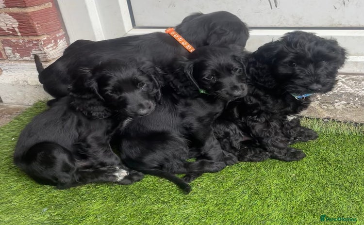 Cockapoo dogs - Advert 5