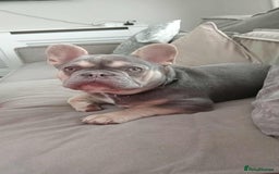 French Bulldog dogs for sale: Lilac tan French bulldog  - Image 4