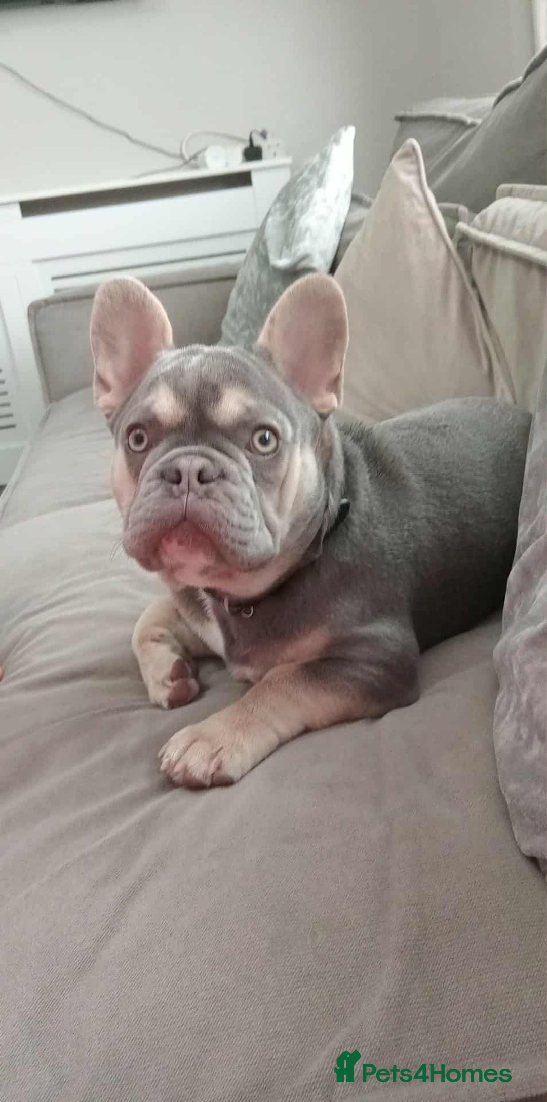 French Bulldog dogs for sale: Lilac tan French bulldog  - Image 4