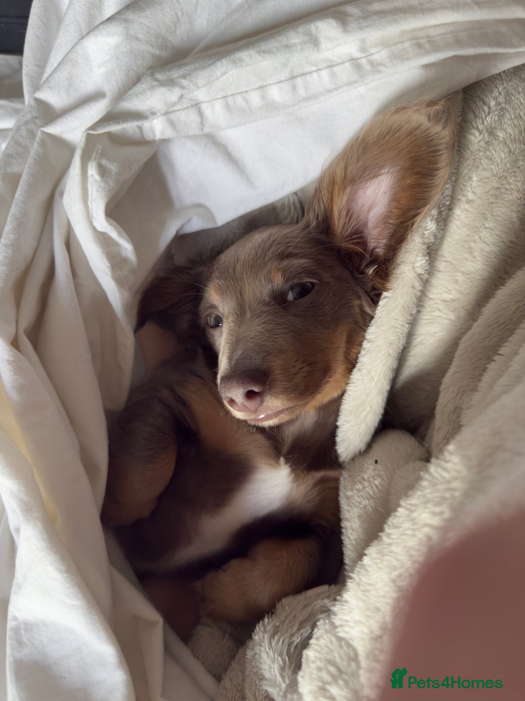 Miniature Dachshund dogs for sale: Miniature dachshund  - Image 13