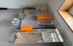 Guinea Pig rodents for sale: Two male guinea pigs and their Guinea Loft cage - Image 15