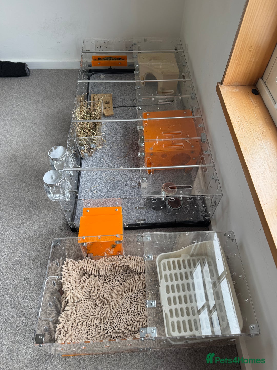 Guinea Pig rodents for sale: Two male guinea pigs and their Guinea Loft cage - Image 15