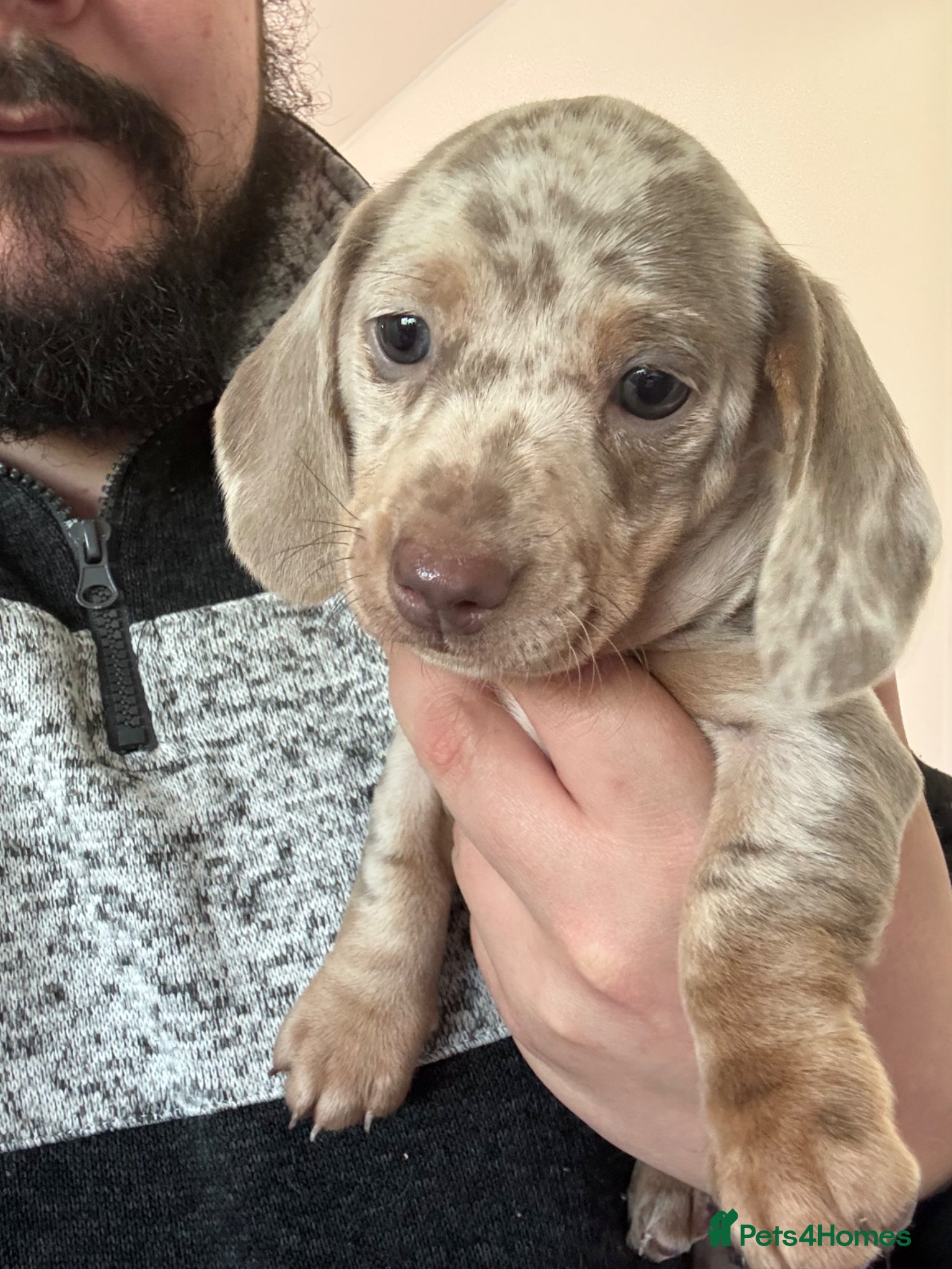 Miniature Dachshund dogs Miniature Dachshunds DNA tested - Advert 2