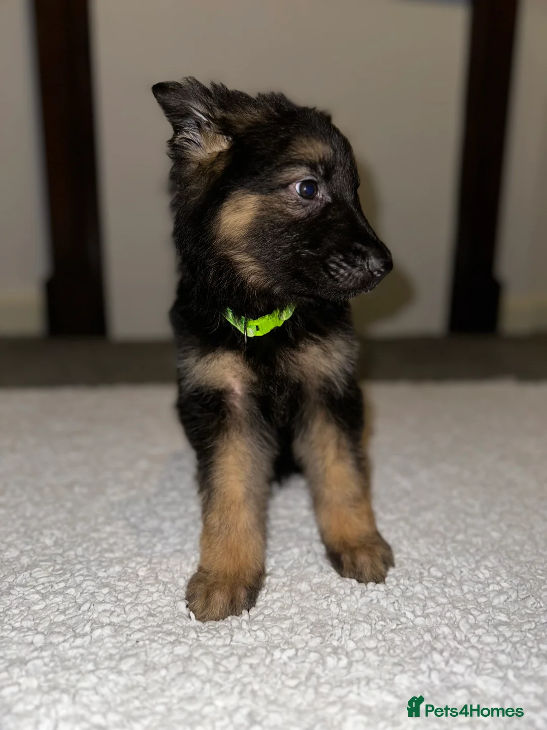 German Shepherd dogs for sale:  Long-Haired German Shepherd Puppies - Advert 6