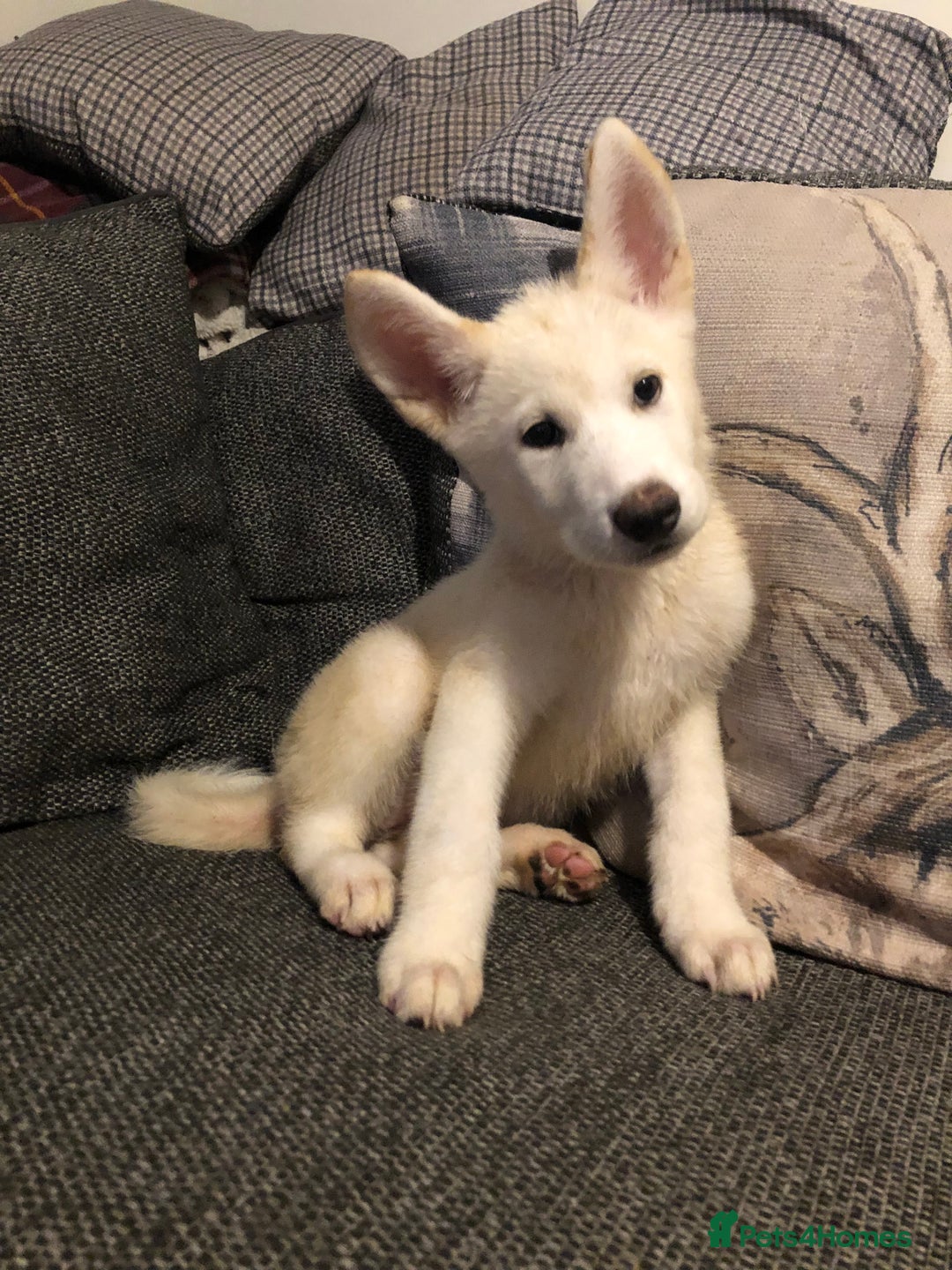 Mixed Breed dogs for sale: READY NOW! Beautiful Japanese Akita Puppies - Image 19
