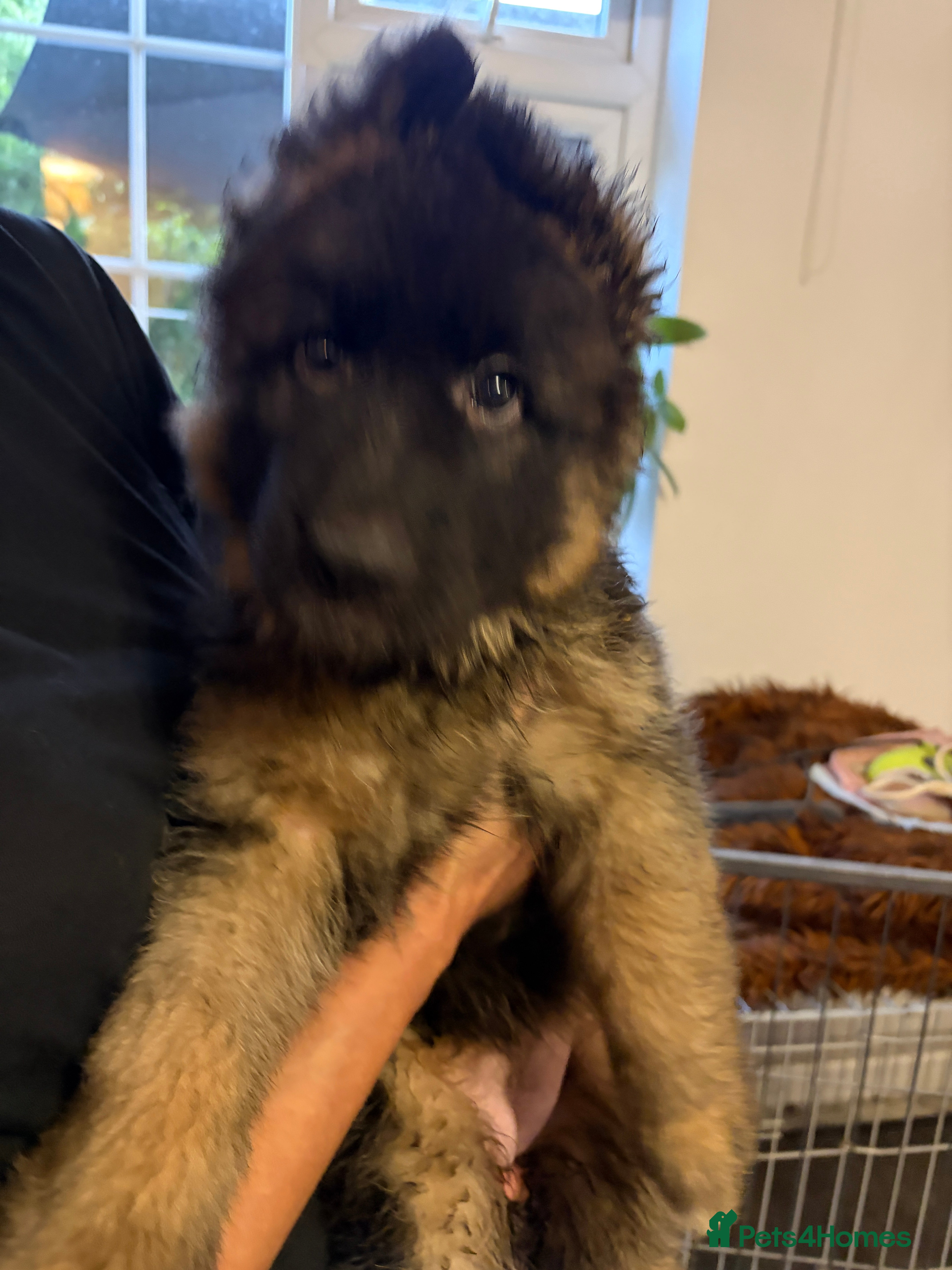 German Shepherd dogs Stunning GSD female,beautiful girl. - Advert 2