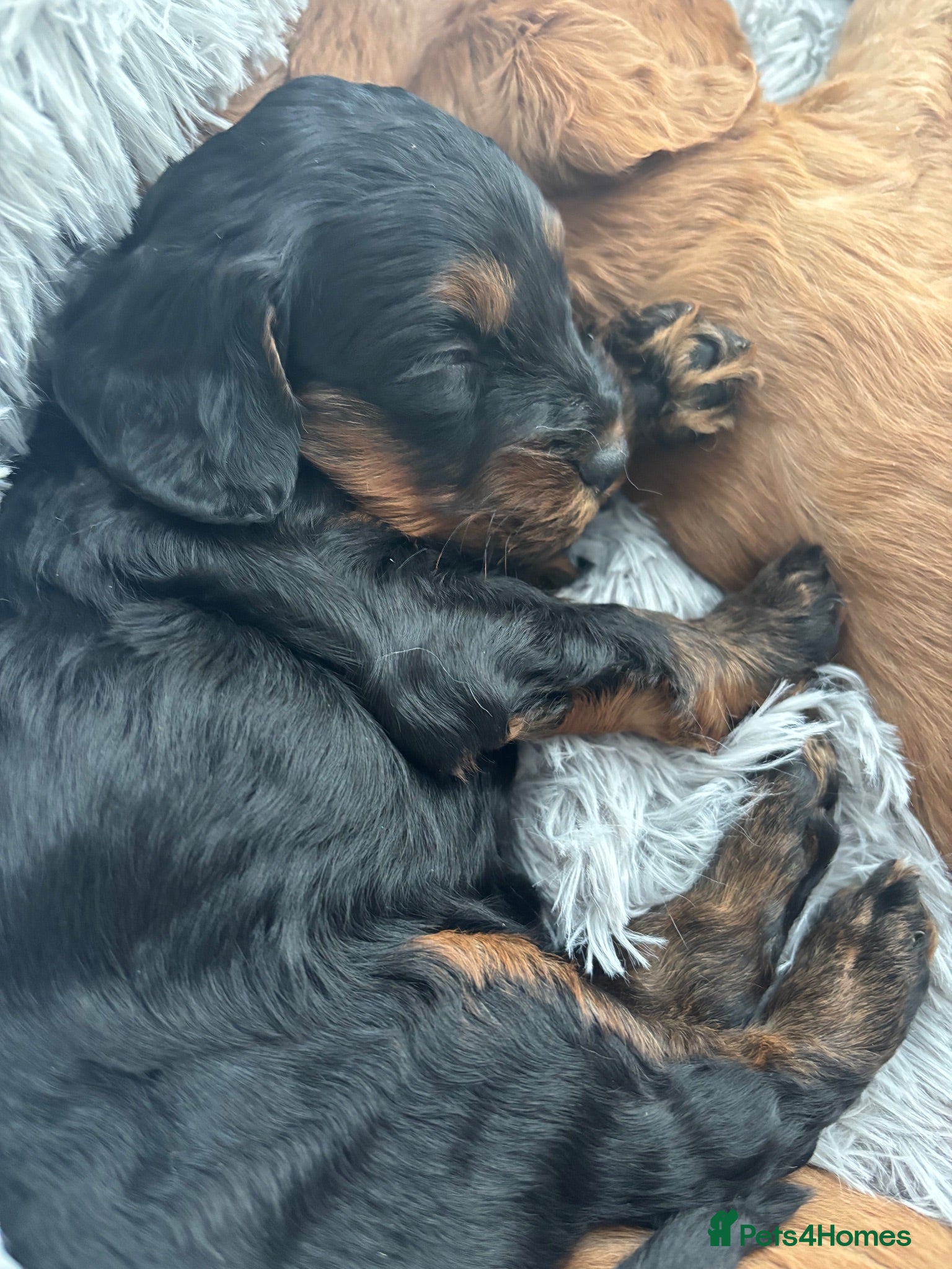 Cockapoo dogs Health tested Toy cockapoo puppies.  - Advert 2