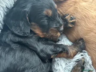 Cockapoo dogs Health tested Toy cockapoo puppies. - Advert 5