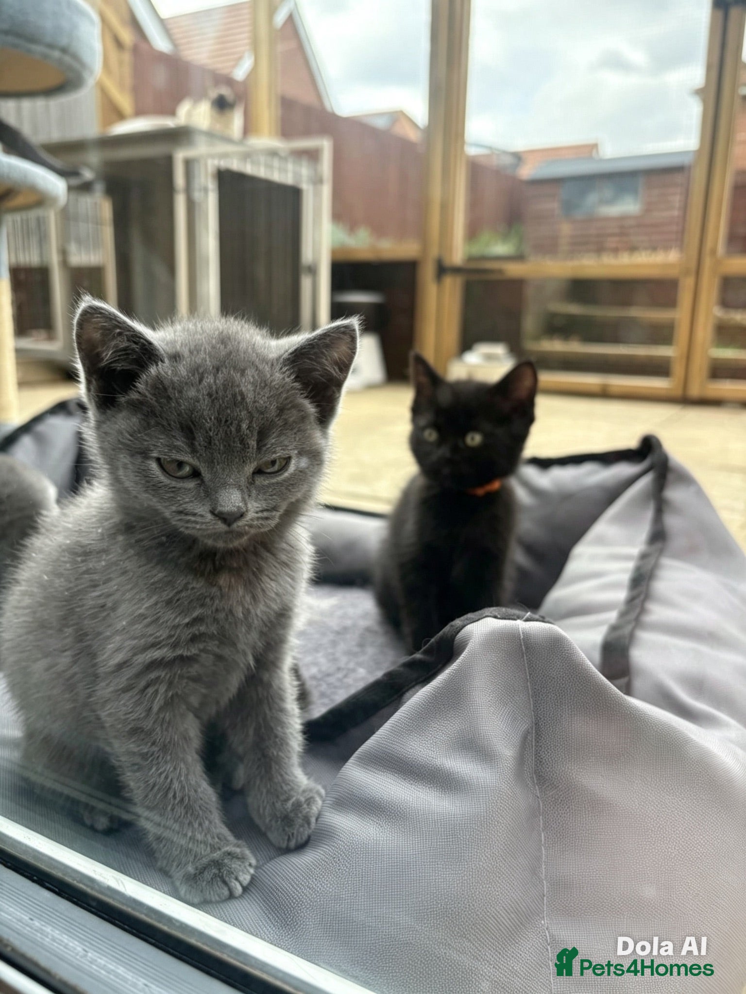 British Shorthair cats Blue & Lilac BSH Mix Kittens – Fold & Straight - Advert 16