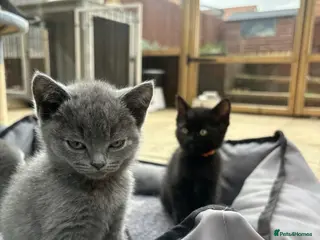 British Shorthair cats Blue & Lilac BSH Mix Kittens – Fold & Straight - Advert 1