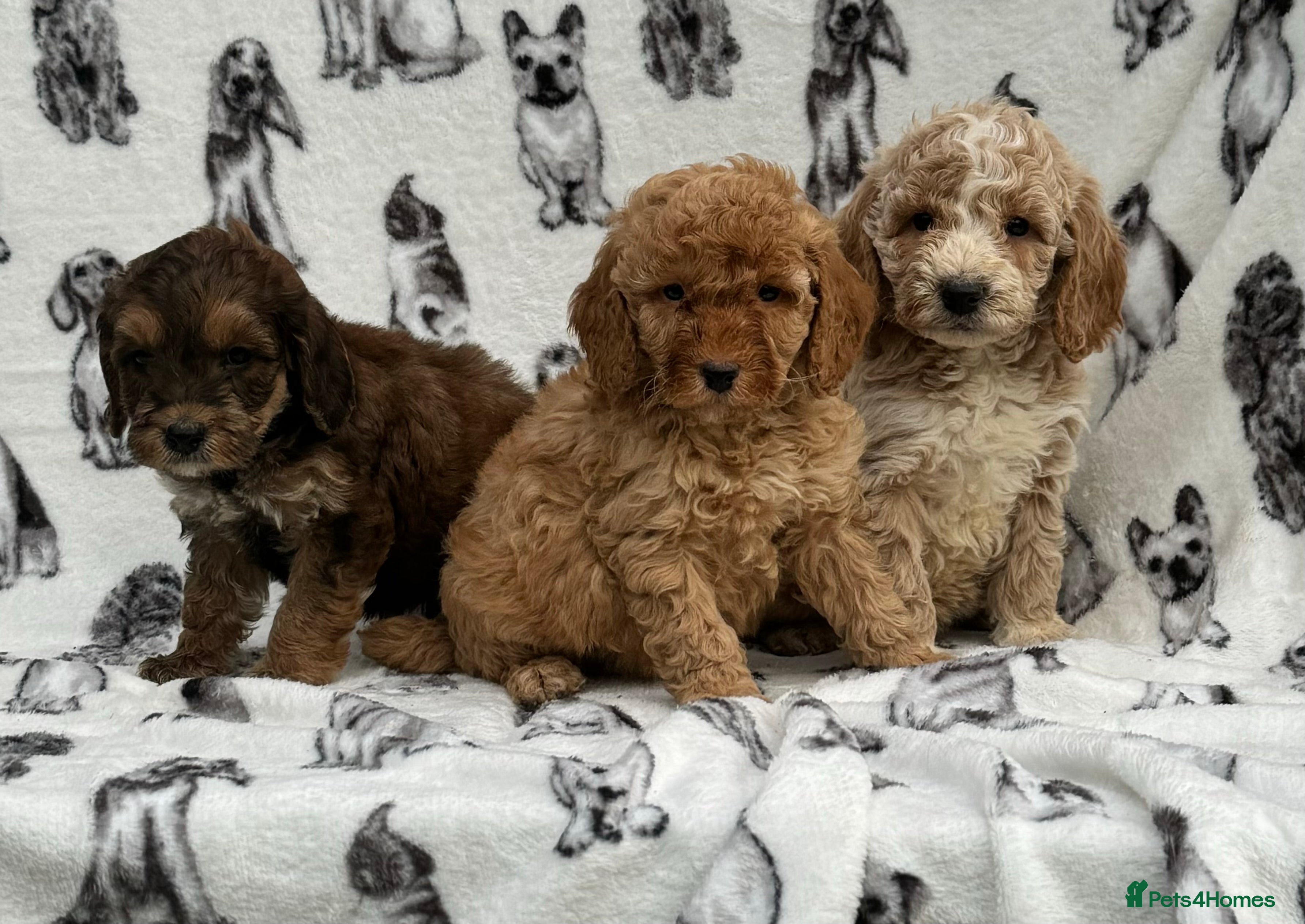 Cockapoo dogs Beautiful cockapoo puppy’s🩷🩵 - Advert 17