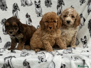 Cockapoo dogs Beautiful cockapoo puppy’s🩷🩵 - Advert 16
