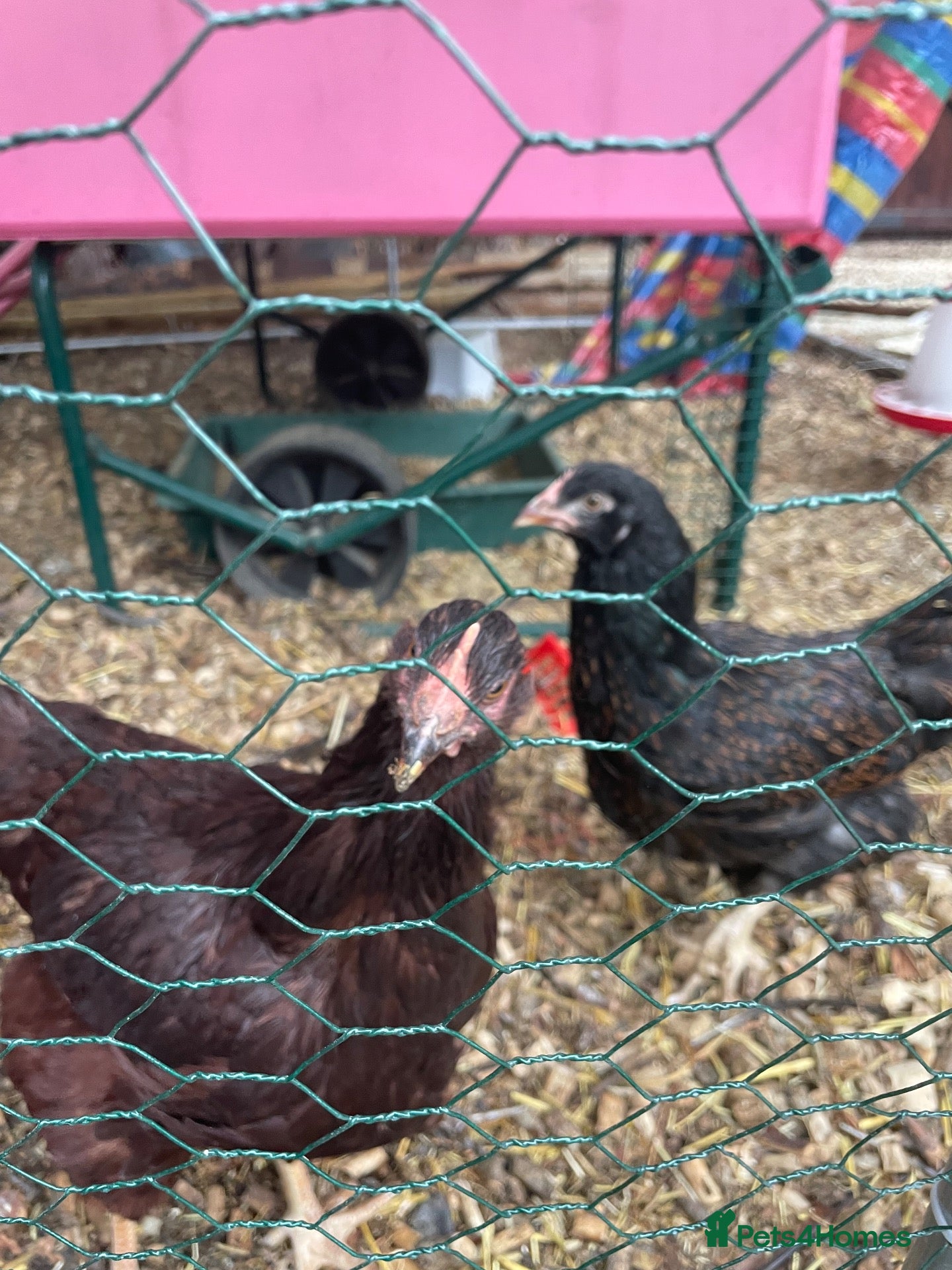 Chickens poultry Pure breed point of lay hens £50 for all 3 - Advert 1