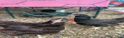 Chickens poultry for sale: Pure breed point of lay hens £50 for all 3 in Swindon - Advert 1