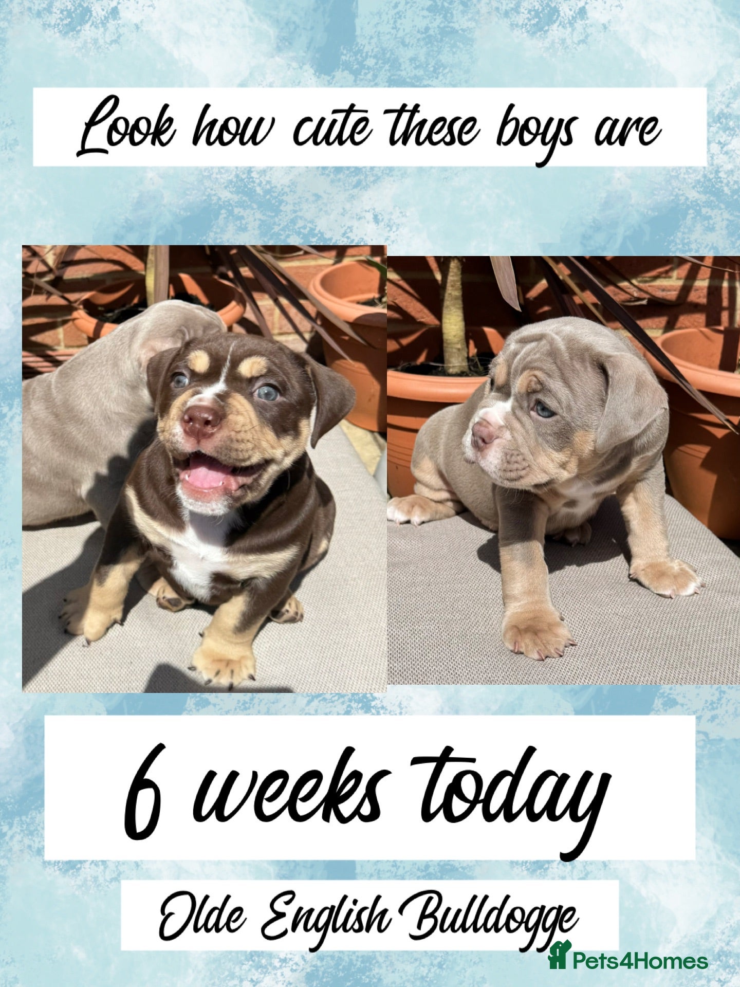 Olde English Bulldogge dogs Chunky Olde English bulldogge. lilac,chocolate tri - Advert 3
