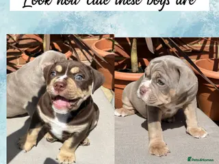 Olde English Bulldogge dogs Chunky Olde English bulldogge. lilac,chocolate tri - Advert 3