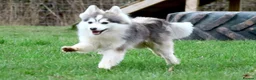 Pomsky dogs for sale: Micro F4 blue pomsky pup's  - Advert 30