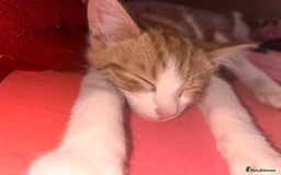 British Shorthair cats for sale: Orange domestic kitten - Image 1