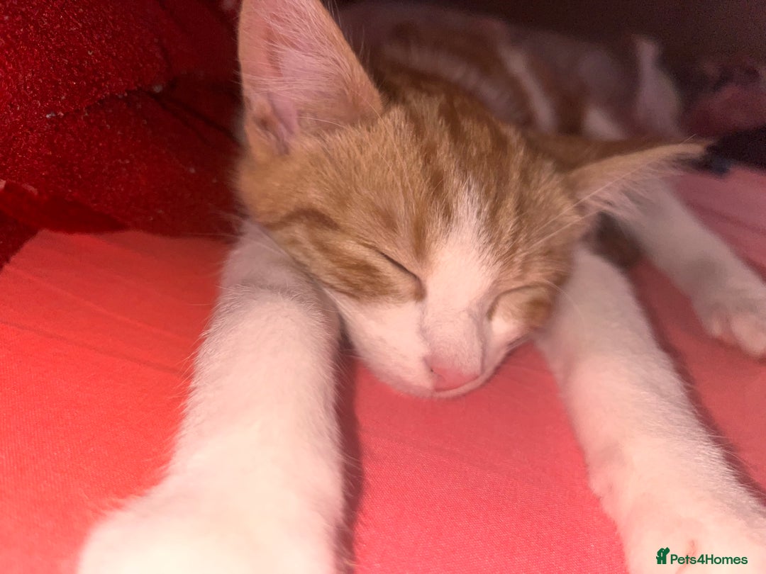 British Shorthair cats for sale: Orange domestic kitten - Image 1