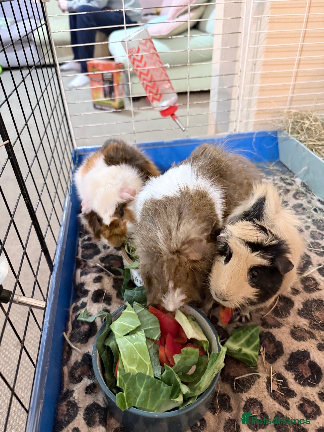 Guinea Pig rodents for sale: 3 male Guinea pigs.  - Advert 3
