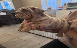 English Bulldog dogs for sale: Bettie & 007 babies short compact   - Image 21