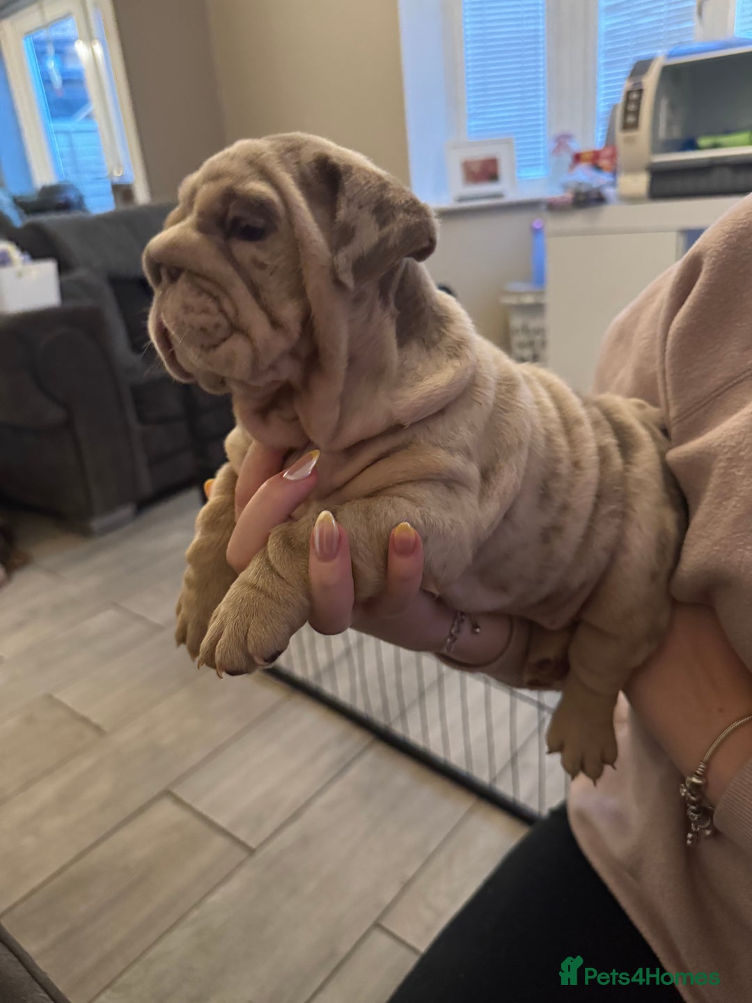 English Bulldog dogs for sale: Bettie & 007 babies short compact   - Image 21