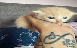 Mixed Breed cats for sale: Kittens  - Image 8