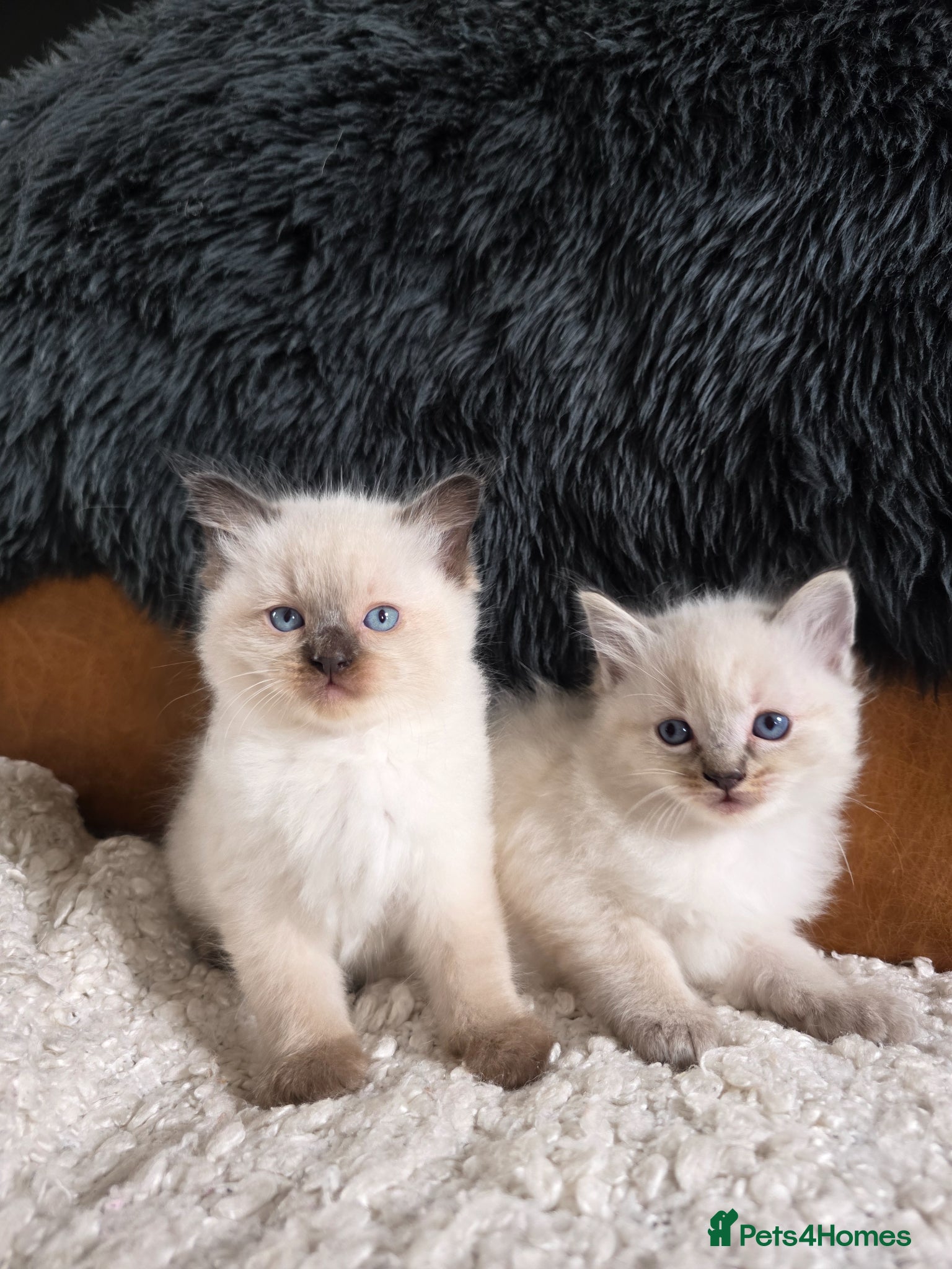Ragdoll cats Beautiful Ragdol Kittens  - Advert 2