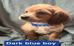 Cocker Spaniel dogs for sale: Cocker spaniel - Image 10