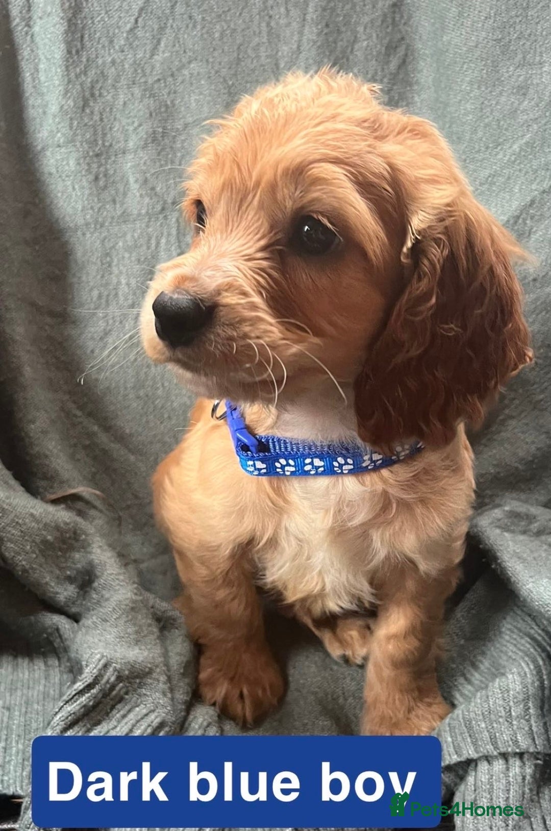 Cocker Spaniel dogs for sale: Cocker spaniel - Image 10