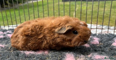 Guinea Pig rodents - Advert 6