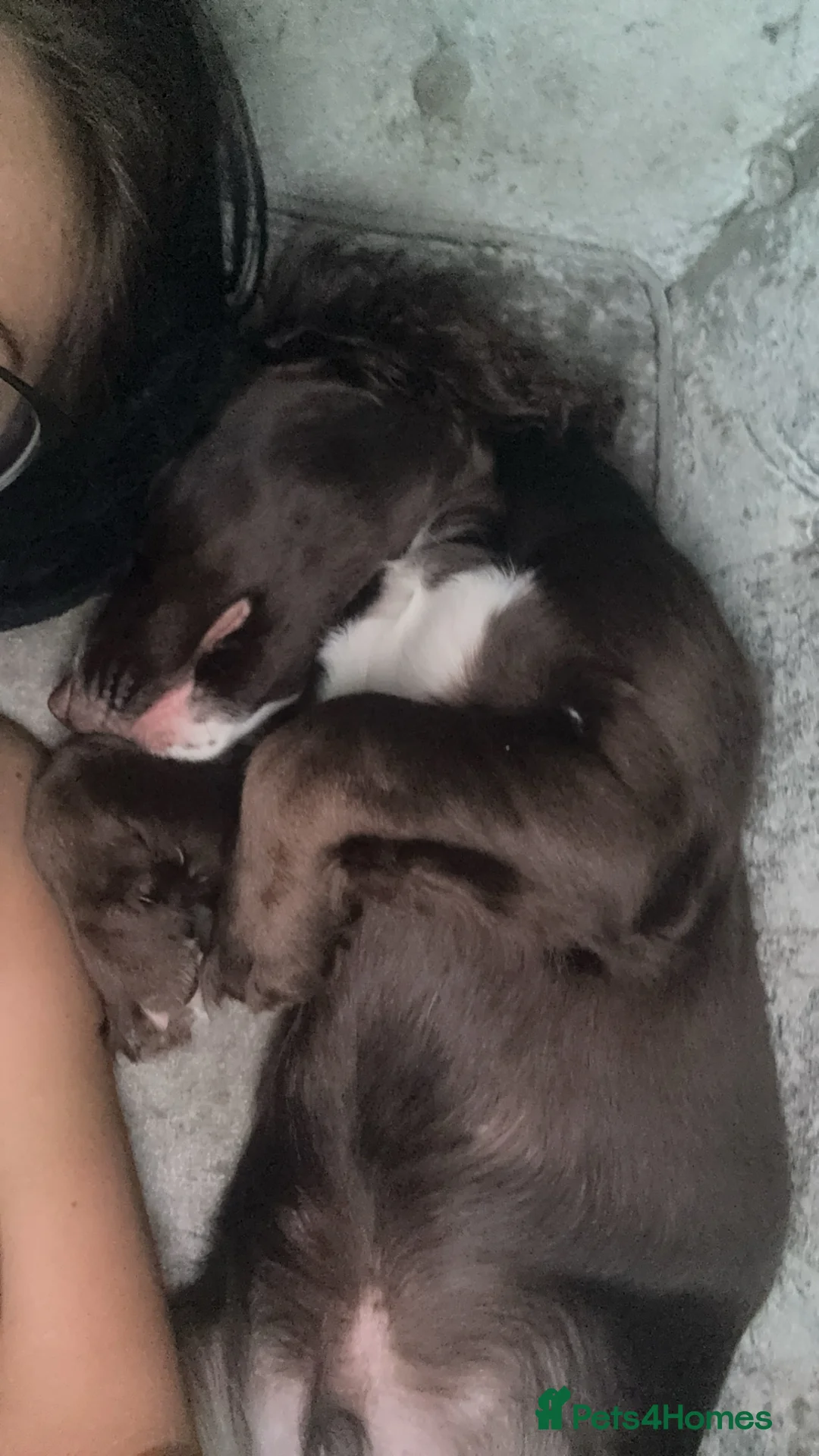 Sprocker dogs for sale: Rio the cocker spaniel  - Advert 6