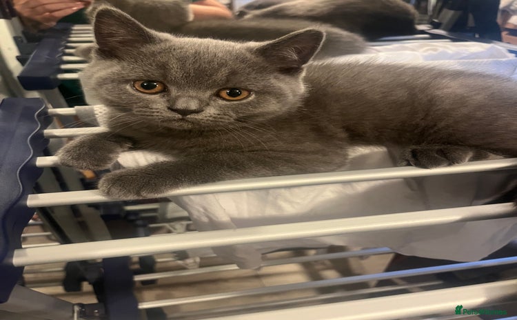 British Shorthair cats - Advert 1