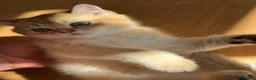 British Longhair cats for sale: Stunning Golden & White British Kittens Vaccinated - Advert 11