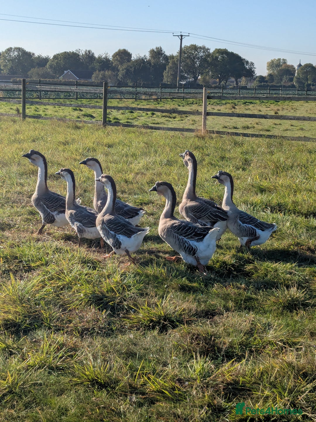 Geese poultry for sale: African geese trio  - Advert 7