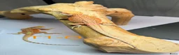 Bearded Dragon reptiles for sale: Baby Bearded Dragons available  - Advert 4